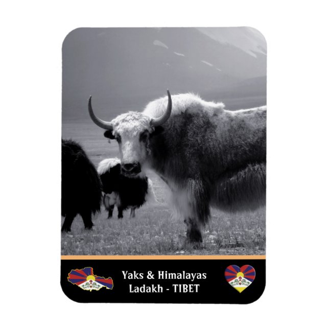 Íman Yaks - Os Himalaias - Tibete / Damasco (Vertical)