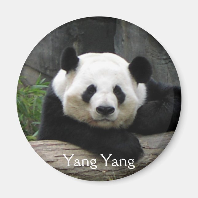 Íman Yang Yang Panda Magnet (Frente)