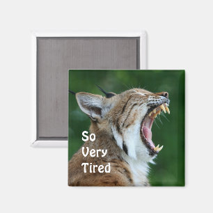 Íman Yawning Bobcat