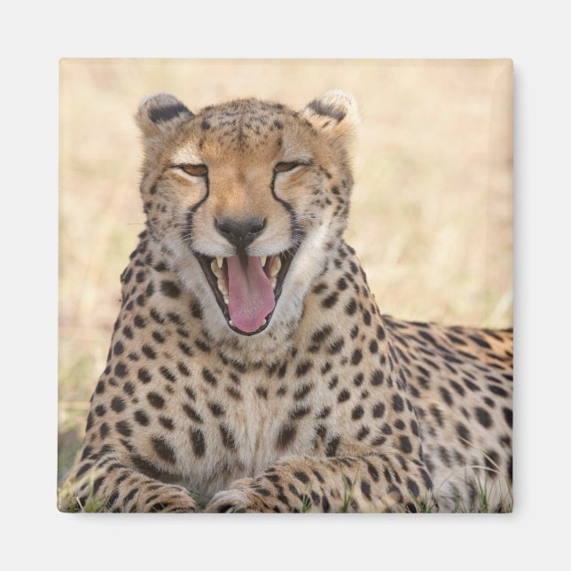 Íman Yawning Cheetah (Frente)