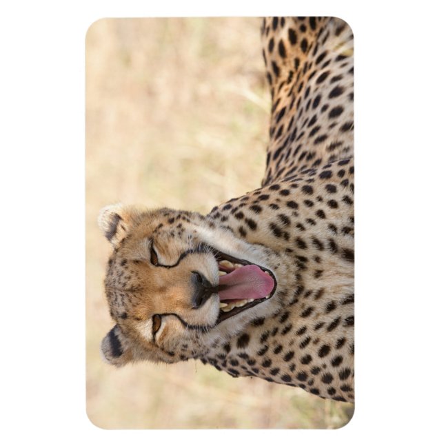 Íman Yawning Cheetah (Vertical)