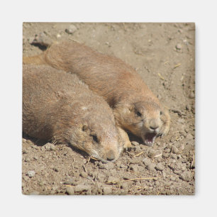 Íman Yawning Prairie Dog Magnet