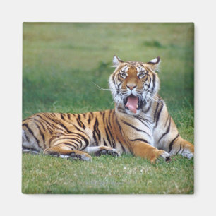Íman Yawning Tiger