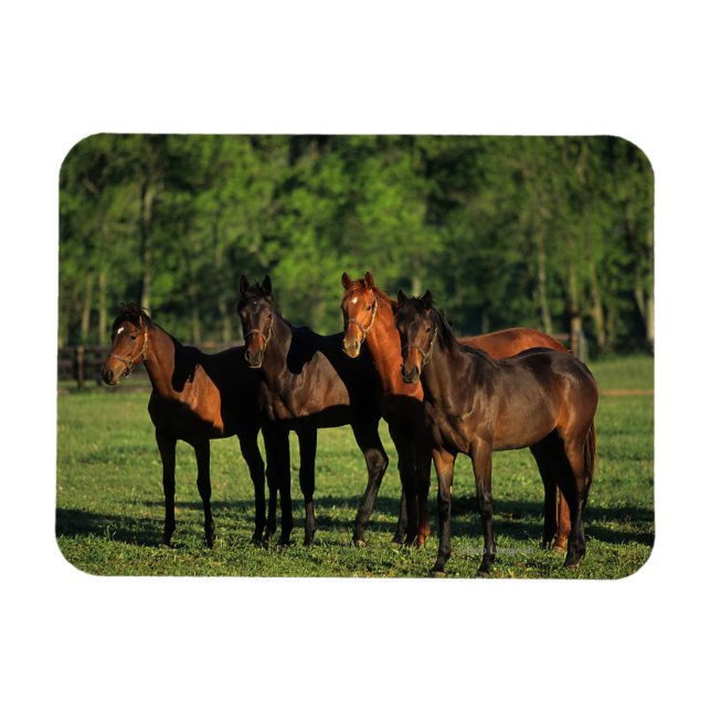 Íman Yearlings de raça pura (Horizontal)