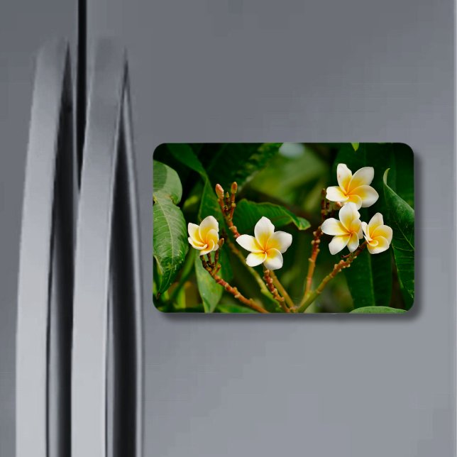 Íman Yellow Frangipani (Criador carregado)
