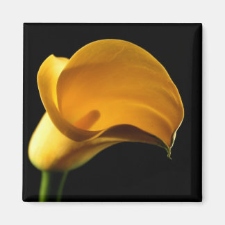 Íman Yellow Lilly