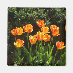 Íman Yellow Orange Tulips