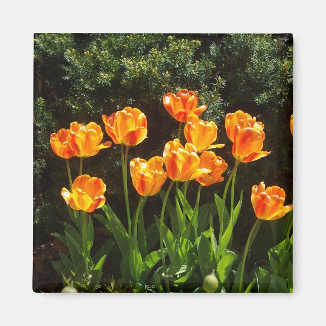 Íman Yellow Orange Tulips (Frente)