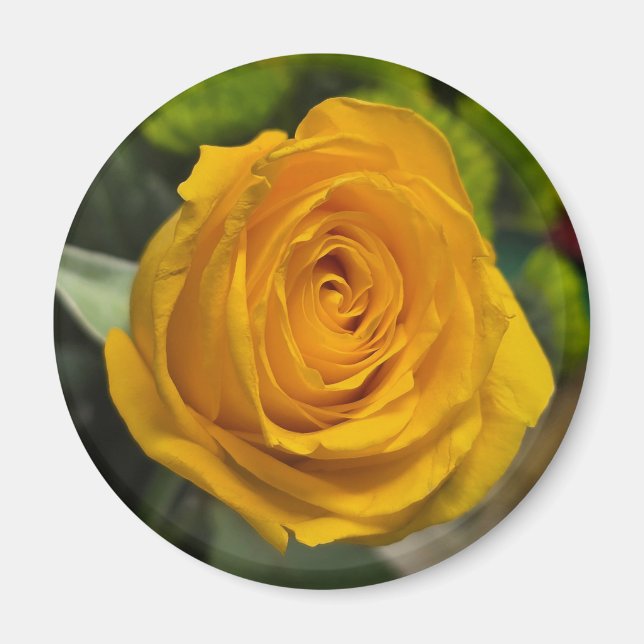 Íman Yellow Rose Magnet (Frente)