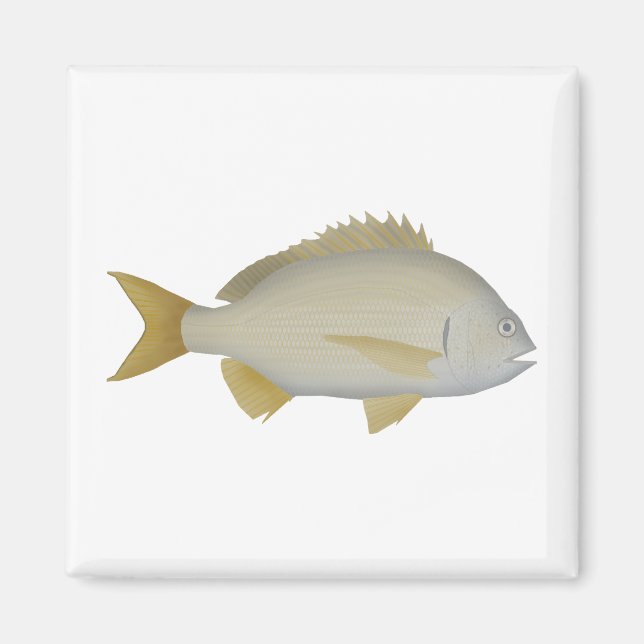 Íman Yellowfin Bream (Frente)
