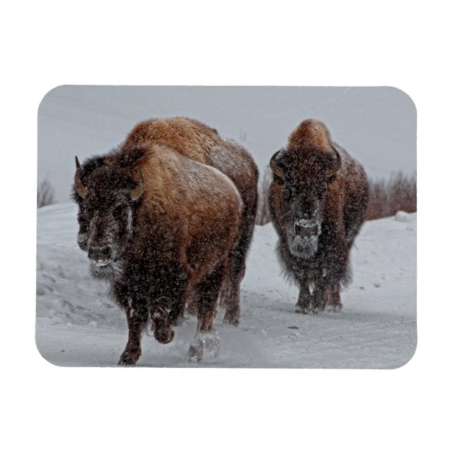 Íman Yellowstone Bison (Horizontal)