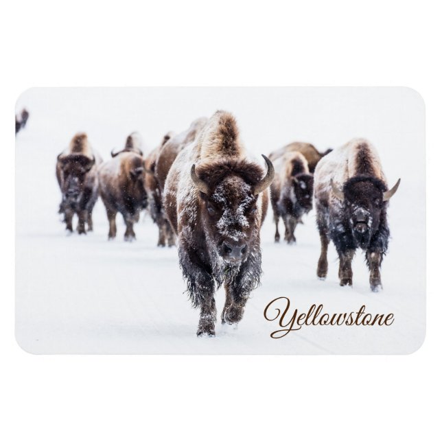 Íman Yellowstone Magnet-Buffalo (Horizontal)