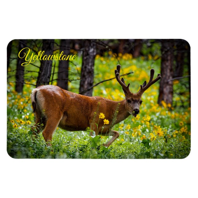 Íman Yellowstone Magnet-Deer (Horizontal)