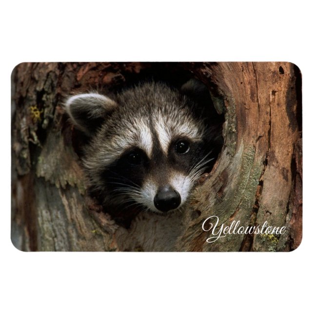 Íman Yellowstone Magnet-Raccoon (Horizontal)