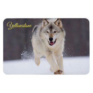 Íman Yellowstone Magnet-Wolf