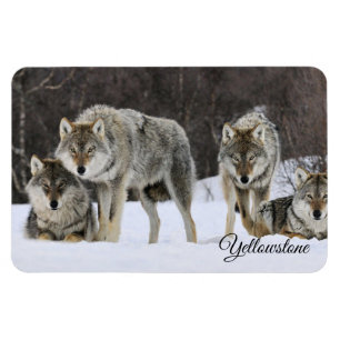 Íman Yellowstone Magnet-Wolves