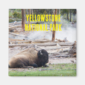 Íman Yellowstone National Park Bison Magnet