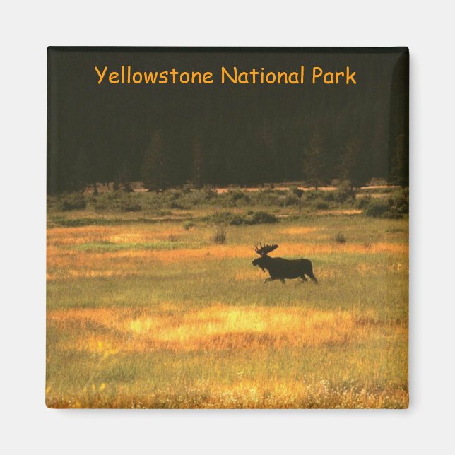 Íman Yellowstone National Park Bull Mose Magnet (Frente)