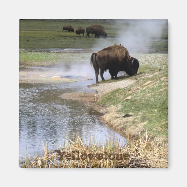Íman Yellowstone National Park Square Magnet (Frente)