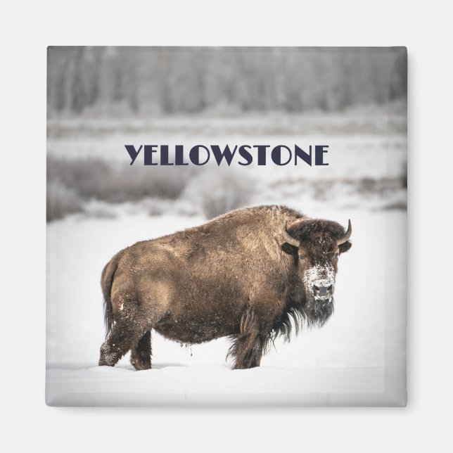 Íman Yellowstone Snowy Buffalo Magnet (Frente)