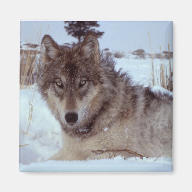 Íman Yellowstone Wolf (Frente)