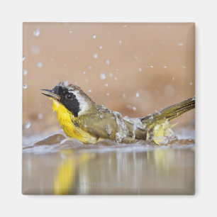 Íman Yellowthroat comum que banha-se