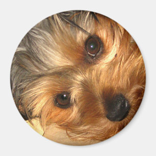 Íman York Eyes Magnet