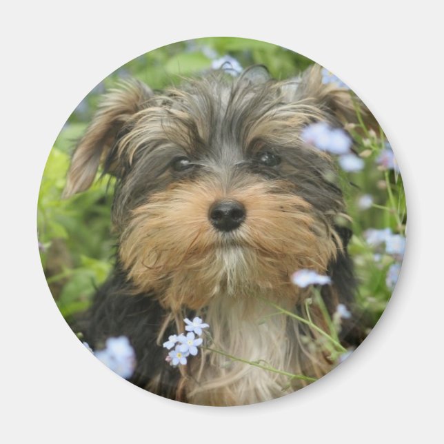 Íman York Terrier Magnet (Frente)