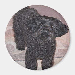 Íman Yorkie inquisidor Poo