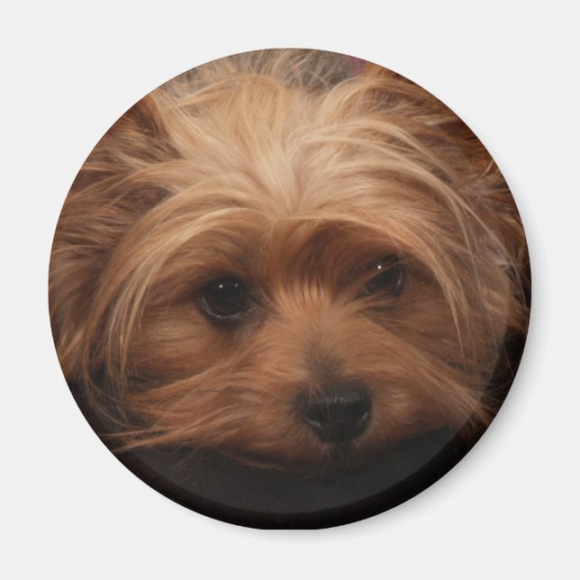Íman Yorkie Magnet (Frente)