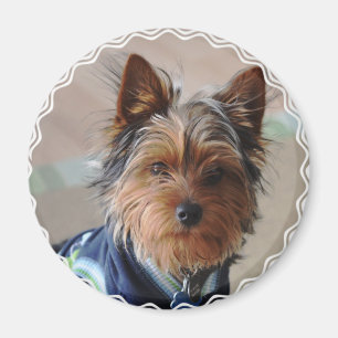 Íman Yorkie Terrier Magnet