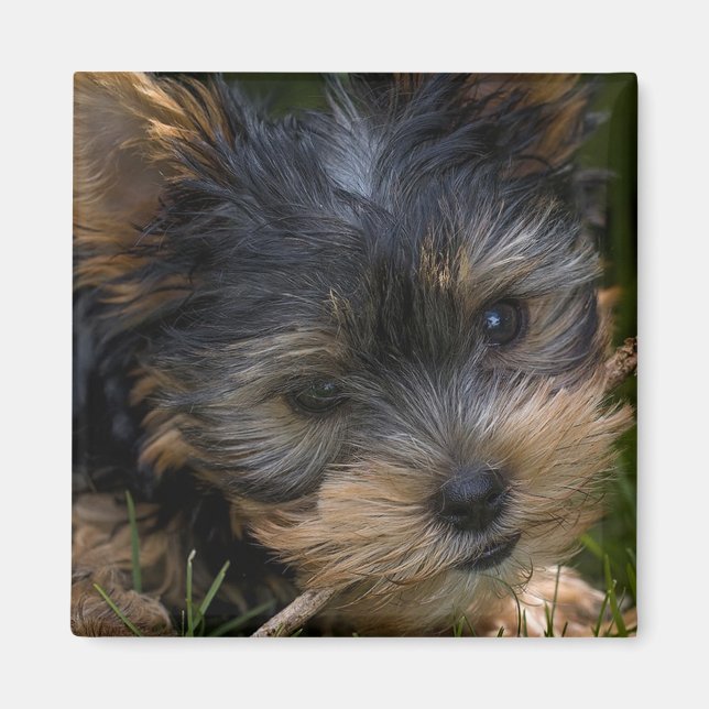 Íman Yorkshire (Frente)