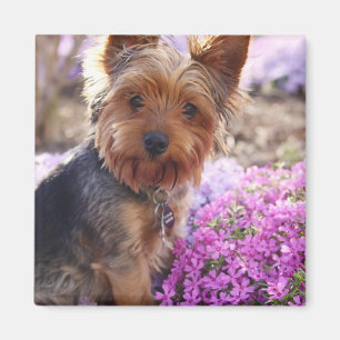 Íman Yorkshire Terrier