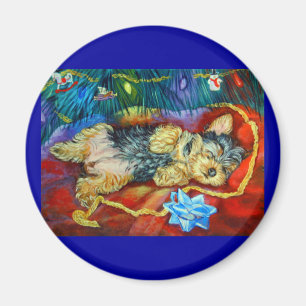 Íman  Yorkshire Terrier