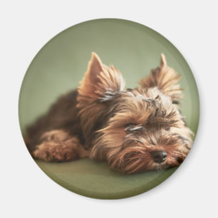 Íman Yorkshire terrier