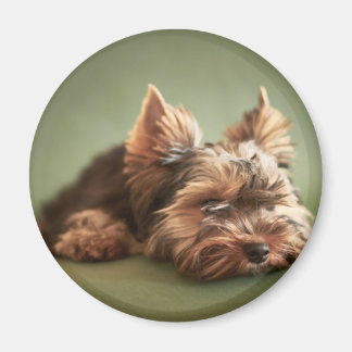 Íman Yorkshire Terrier