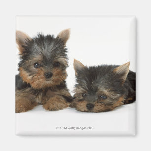 Íman Yorkshire terrier