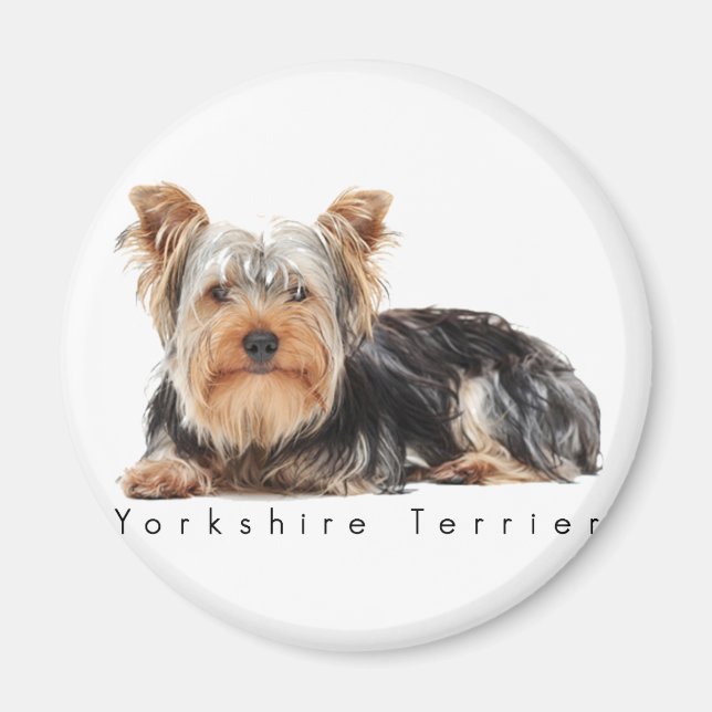 Íman Yorkshire terrier (Frente)