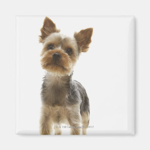 Íman Yorkshire terrier