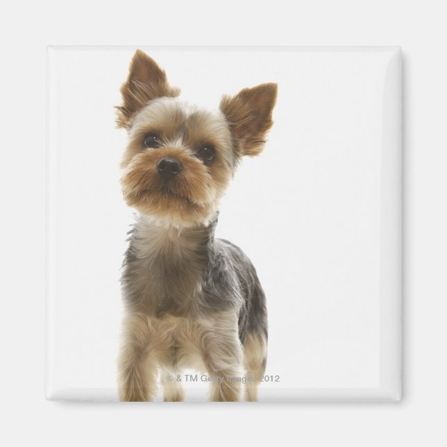 Íman Yorkshire Terrier (Frente)