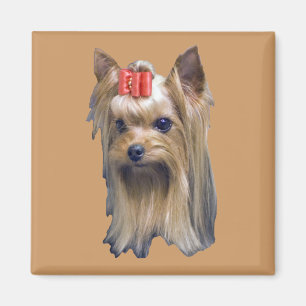 Íman Yorkshire terrier