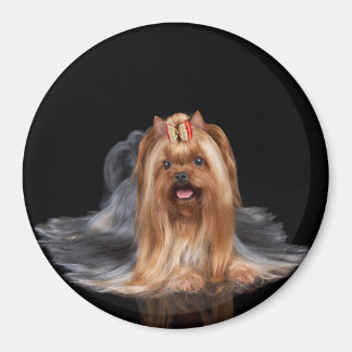 Íman Yorkshire Terrier a preto