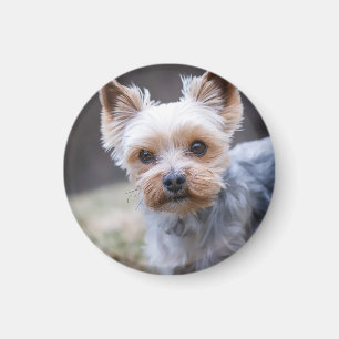 Íman Yorkshire terrier, Cachorro, Pet