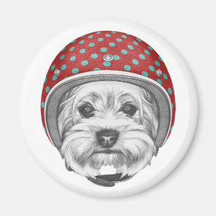 Íman Yorkshire Terrier Daredevil