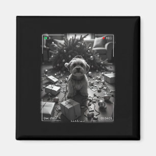 Íman Yorkshire Terrier de Natal Flagrou na Câmera