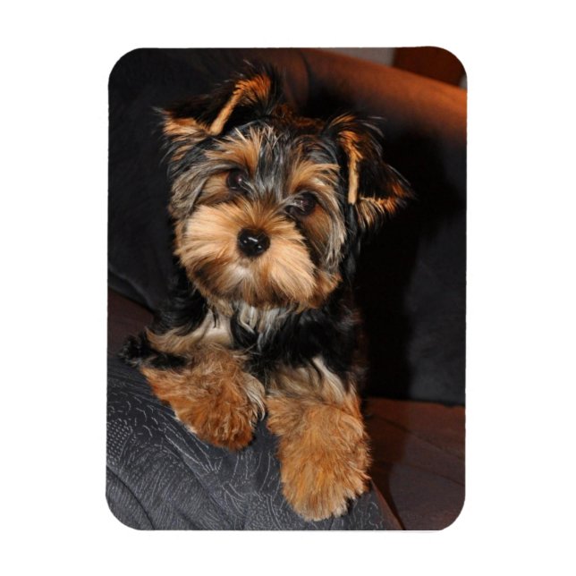 Íman Yorkshire Terrier Dog (Vertical)