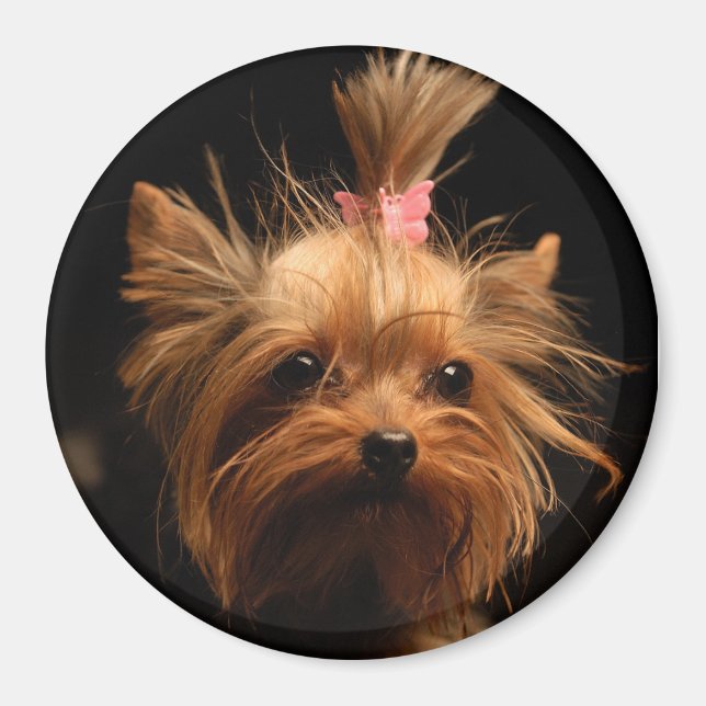 Íman Yorkshire Terrier Magnet (Frente)