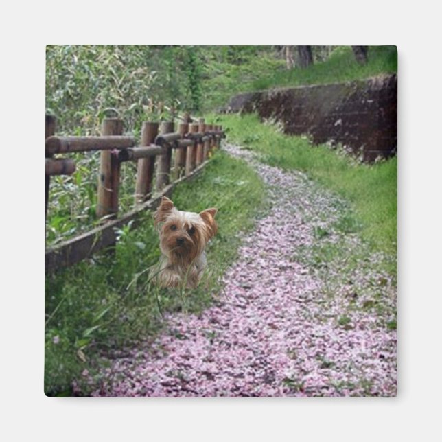 Íman Yorkshire Terrier Magnet (Frente)