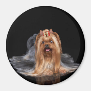 Íman Yorkshire terrier no preto