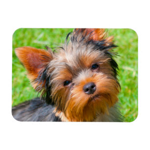 Íman Yorkshire Terrier olhando para cima